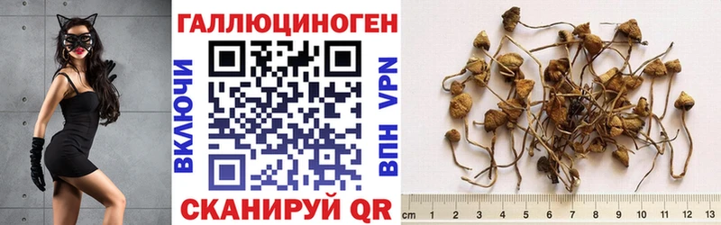 Псилоцибиновые грибы Magic Shrooms  наркота  Цимлянск 